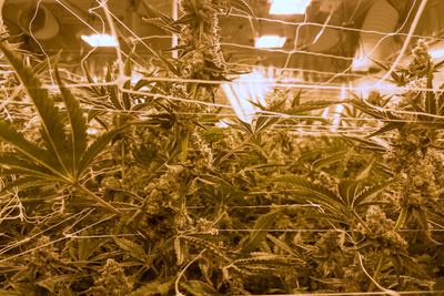Flowering canopy under trellis — incumbent high-pressure sodium lighting